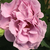 Ružičasta - ljubičasta - Floribunda ruže - Terra Limburgia